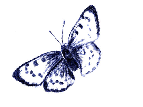 schmetterling012