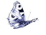 schmetterling004