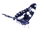 schmetterling005