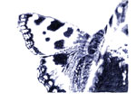 schmetterling007